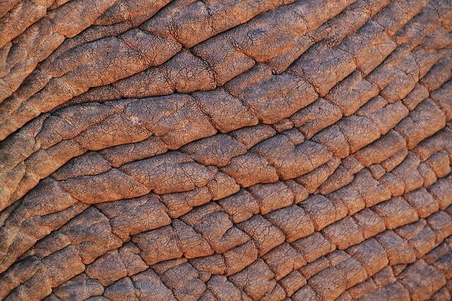 Elephant Skin, Elephant - Free image - 245071