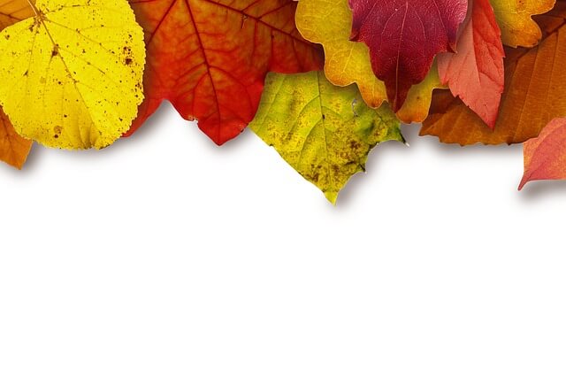 Leaves, Colorful, Color, Yellow - Free image - 183414