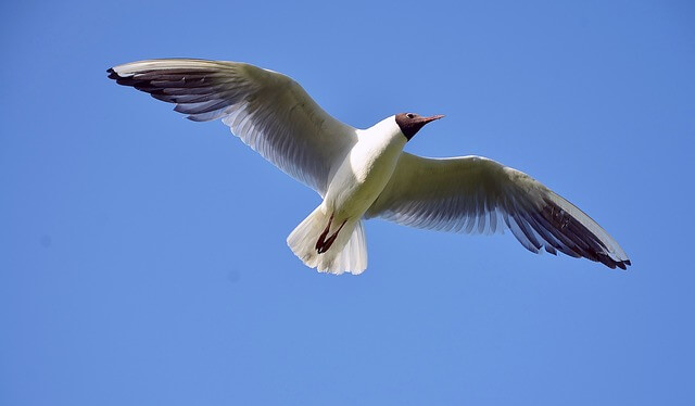 Seagull, Sea, Gull, Bird, White - Free image - 342718
